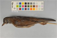 藏品(白腹鶇)的圖片